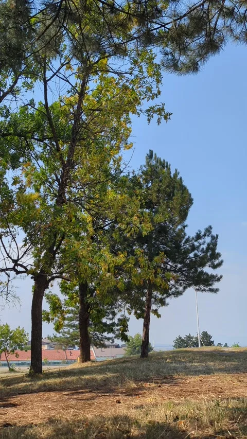 Trees swinging in the park on a summer day Video stock 342637334