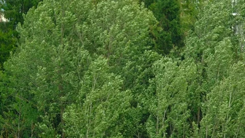 Trees is swinging on the strong storm. Stock Footage 139838435