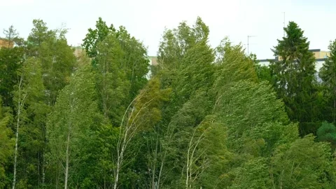 Trees is swinging on the strong storm. 動画素材 139839002