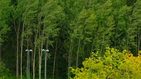 Trees is swinging on the strong storm. Video stock 139839420