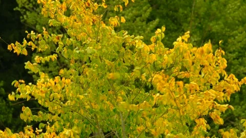 Trees is swinging on the strong storm. 動画素材 139839619