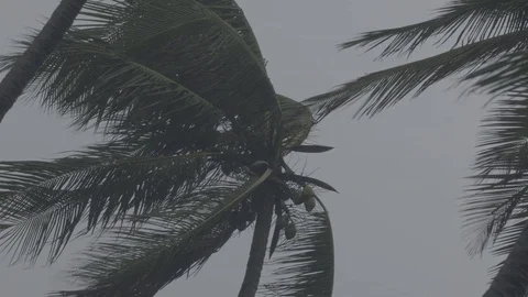 Trees swinging in Thunderstorm- beach side Shot on Sony FS7 Stock-Footage 90612645