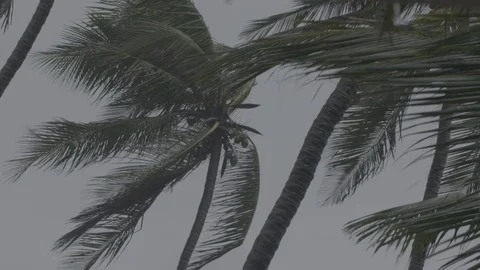 Trees swinging in a thunderstorm- rainfall Shot on Sony FS7 Stock-Footage 90612537