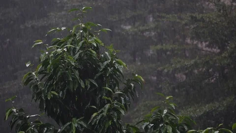 Trees swinging in the wind and heavy rain Stock Footage 125226660