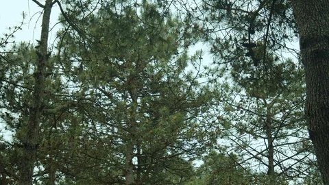 Trees swinging in the wind. Natural background. Stock Footage 112376396