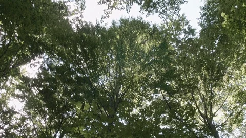 Trees swinging in the wind while a man walks under Stock Footage
