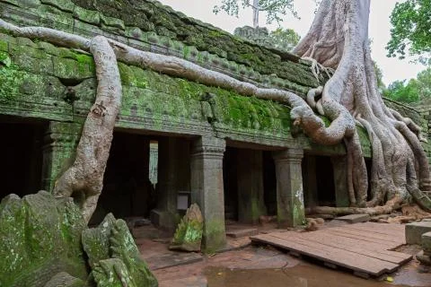 Trees in Ta Prohm, Angkor Wat Stock-Fotos