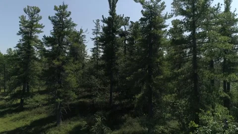 Trees in taiga forest in Siberia. Moving camera Video stock 281529140