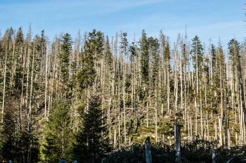  Trees in the Tatras Stock Photos