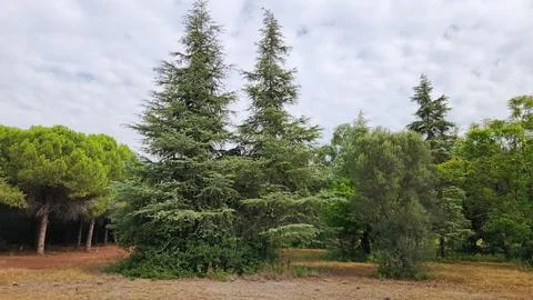 Trees of the Taurus cedar in a park Stock Photos
