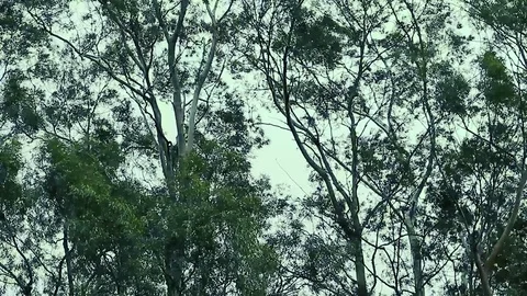 Trees in teh wind (Long Shot) - Counter Light Stock Footage 70763012