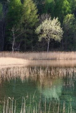 Trees with tender leaves reflecting in a mountain pond in spring Stock Photos