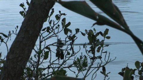 Trees tents ocean jib 5 Stock Footage