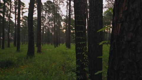 Trees In Texas Woods During Sunset Stock Footage 201448156