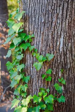 Trees texture of bark and green leaves. Stock Photos