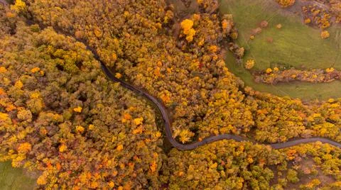 Trees in their fall colors Stock Photos