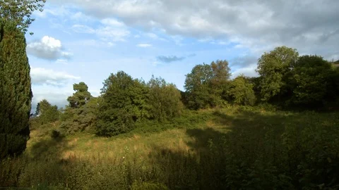 Trees in Thick Brush-Filled Field Stock-Footage 119000719