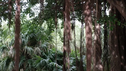 Trees with thick vines and lush foliage at the Palmetum in Santa Cruz de Stock Footage 279851864