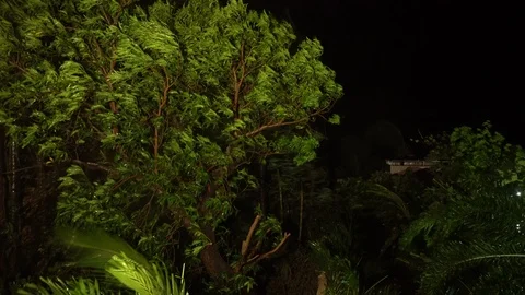 Trees Thrash In Strong Wind At Night From Approaching Hurricane Stock Footage 95306806