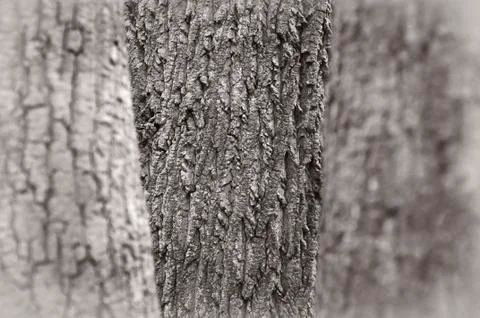 Trees three Stock Photos