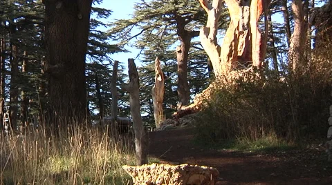 Trees tilt up Cedar forest Stock Footage 58209678