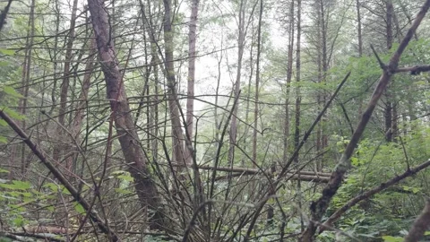 Trees tilt down in Robert V Riddell State Park NY 動画素材 279249837