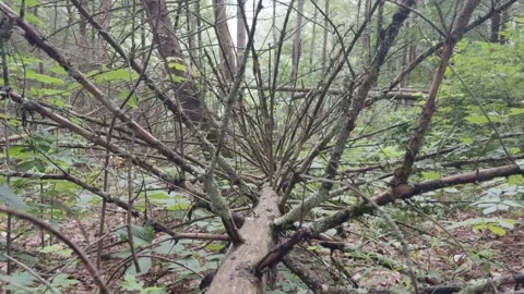Trees tilt up in Robert V Riddell State Park NY 動画素材 279249875