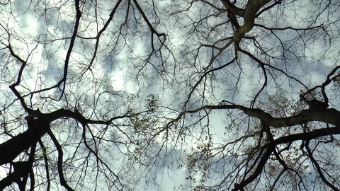 Trees Time Lapse Stock Footage 100978430