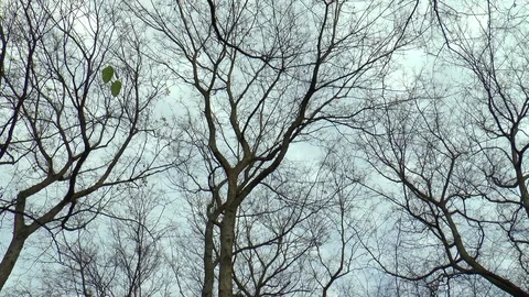 Trees Time Lapse Stock Footage 100978774
