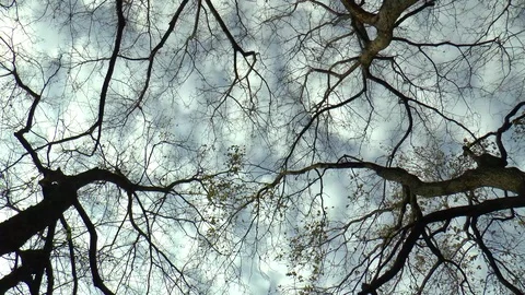 Trees Time Lapse Stock Footage 100978892