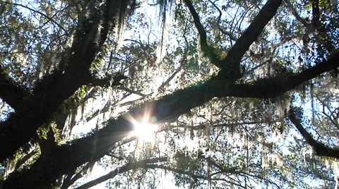 Trees, Time Lapse Sun flare behind Live Oak Limb, disappears Stock Footage 36280464