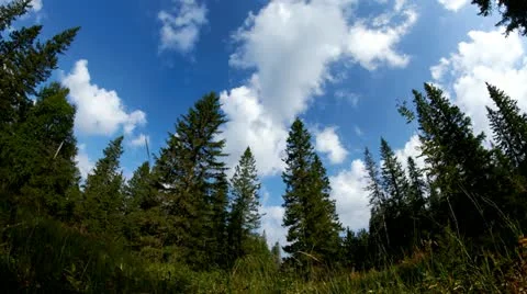 Trees timelapse Video stock 11909921