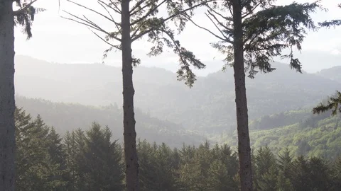 Trees-Timelapse Vidéo 91837118