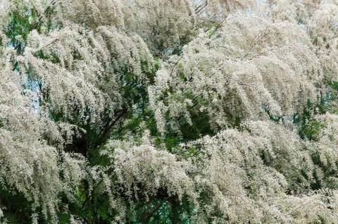 Trees top background Stock Photos