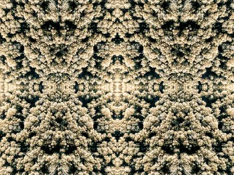 Trees on top background Stock Photos