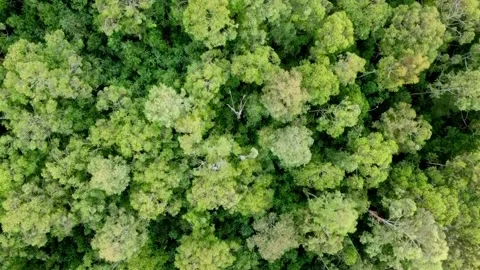 Trees top down - Heatherlands 1 Stockbeeldmateriaal 177380799