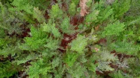 Trees top down - Heatherlands 2 Stockbeeldmateriaal 177384737