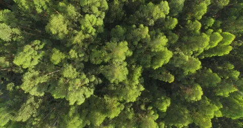 Trees from the top Stock Footage