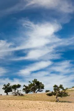 Trees at the top of a hill Stock Photos