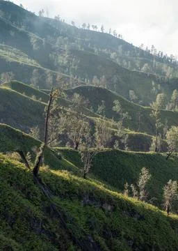 Trees on top of hill with sunlight Stock Photos