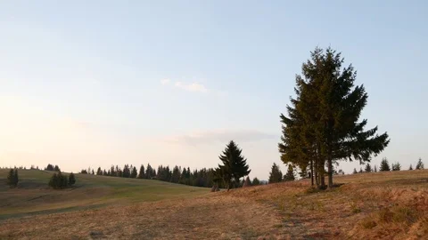 Trees at the top of the mountain. Video stock 75750673