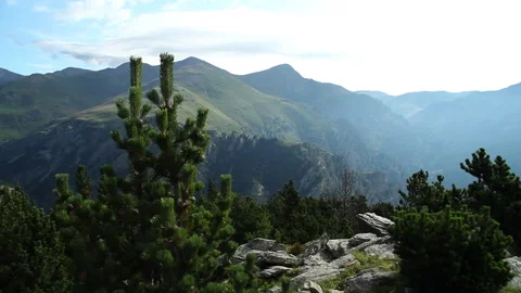 Trees on top of the mountain Stock Footage 232908175