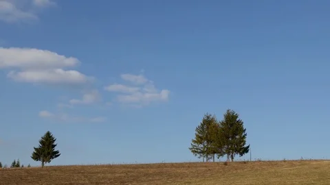 Trees at the top of the mountain. Horizontal panning. Stock Footage 75750835