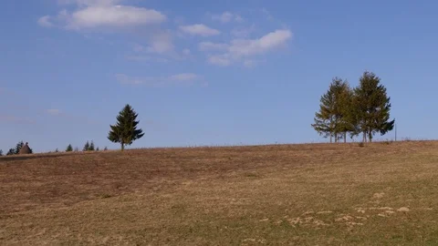 Trees at the top of the mountain. Horizontal panning. Stock Footage 75750888