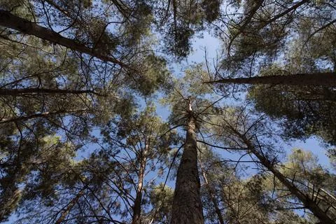 Trees Top Stock Photos