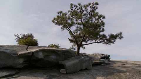 Trees on top of Stone Mountain, Georgia Video stock 74489243