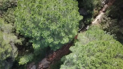 Trees top view Stock Footage 237052722