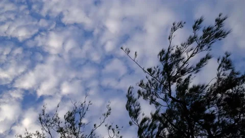 Trees Top in Wind Stock Footage 168050896