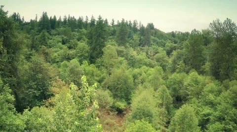 Trees tops in a forest Stock Footage 39815277