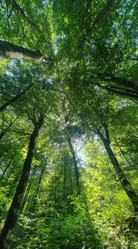 Trees Tops Stock Photos